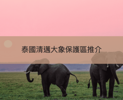 【清邁大象保護區推介】如何分辨真假及2家大象保護區比較