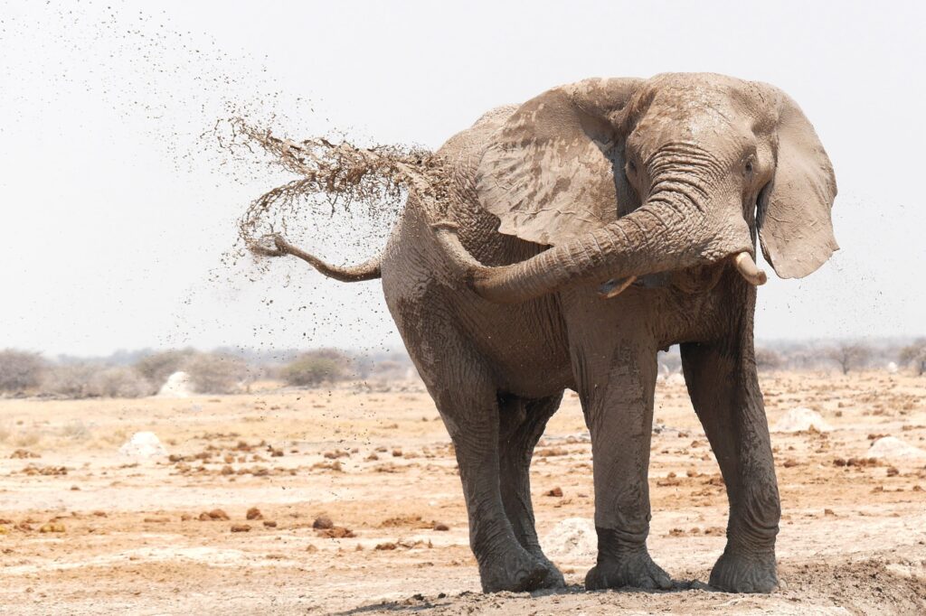 大象沖泥漿浴