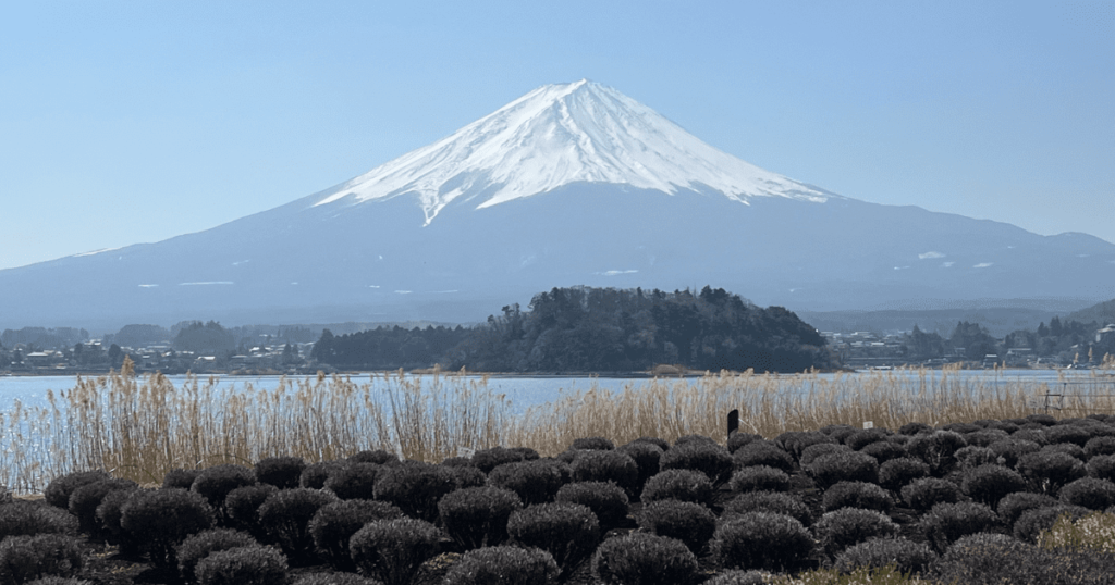 大石公園掃帚草與富士山
