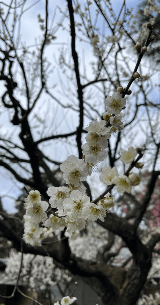 新宿御苑白色梅花