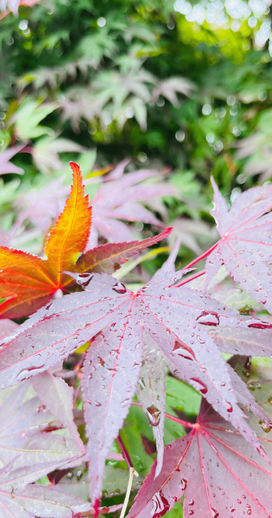 阿里山上的楓葉