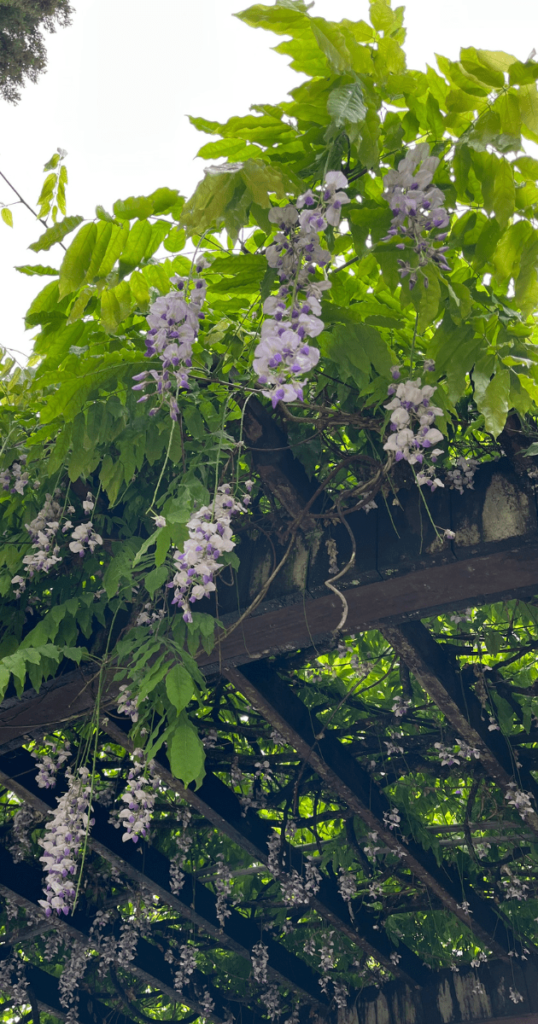 紫藤花