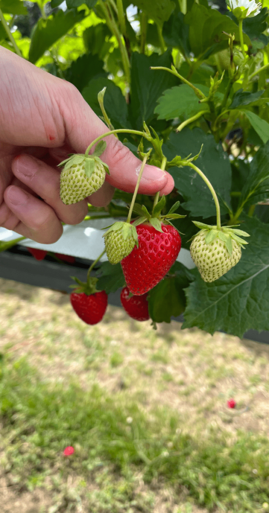 採摘草莓