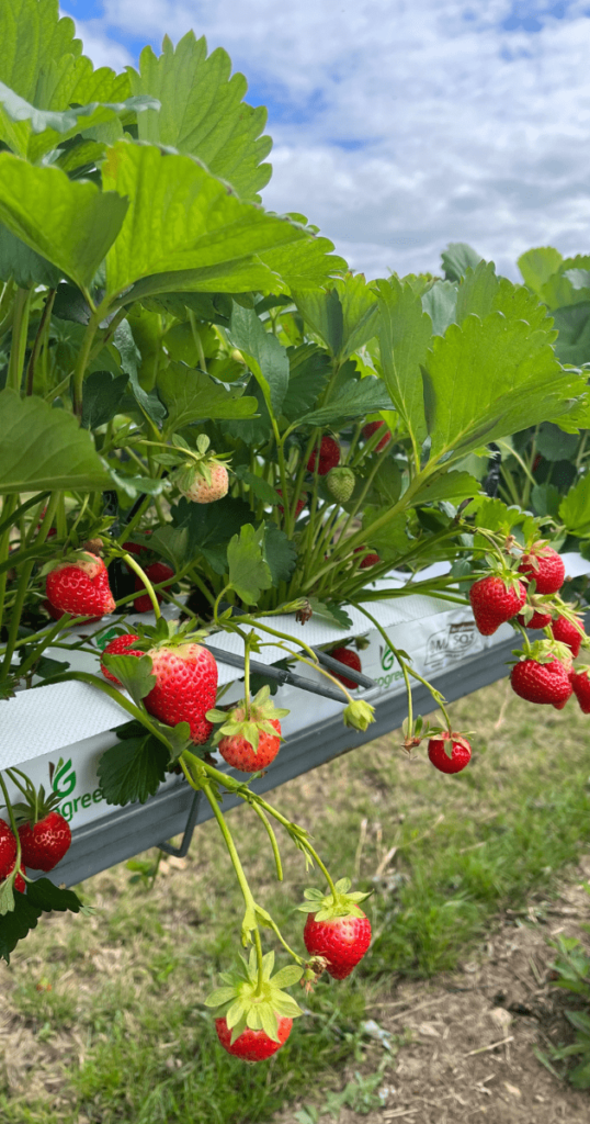 一粒粒草莓掛在架上