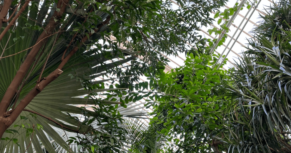 熱帶雨林植物
