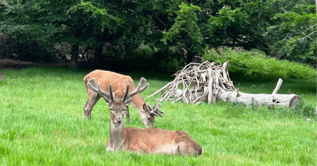 休息中的兩隻鹿