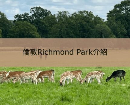 【里奇蒙公園】倫敦Richmond Park捕捉皇家野生小鹿身形