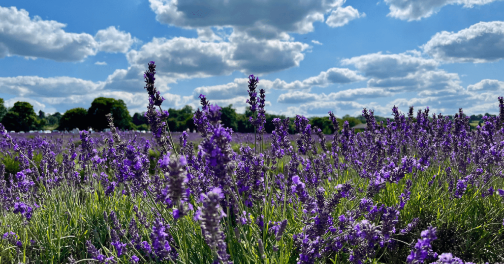 Mayfield Lavender Farm