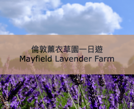 【Mayfield Lavender Farm】倫敦薰衣草園一日遊