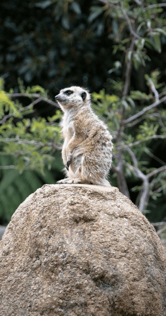 墨爾本動物園