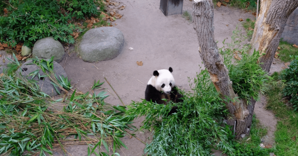 各種不同的動物