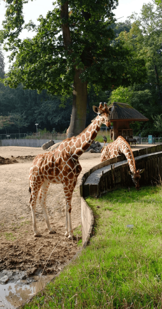 哥本哈根動物園（Copenhagen Zoo）