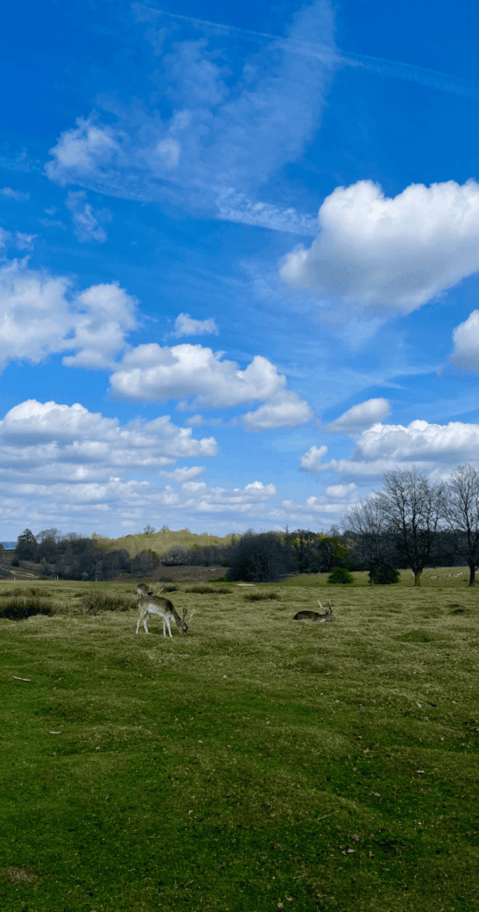 Knole park