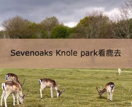 【倫敦行山】Sevenoaks Knole park看鹿去