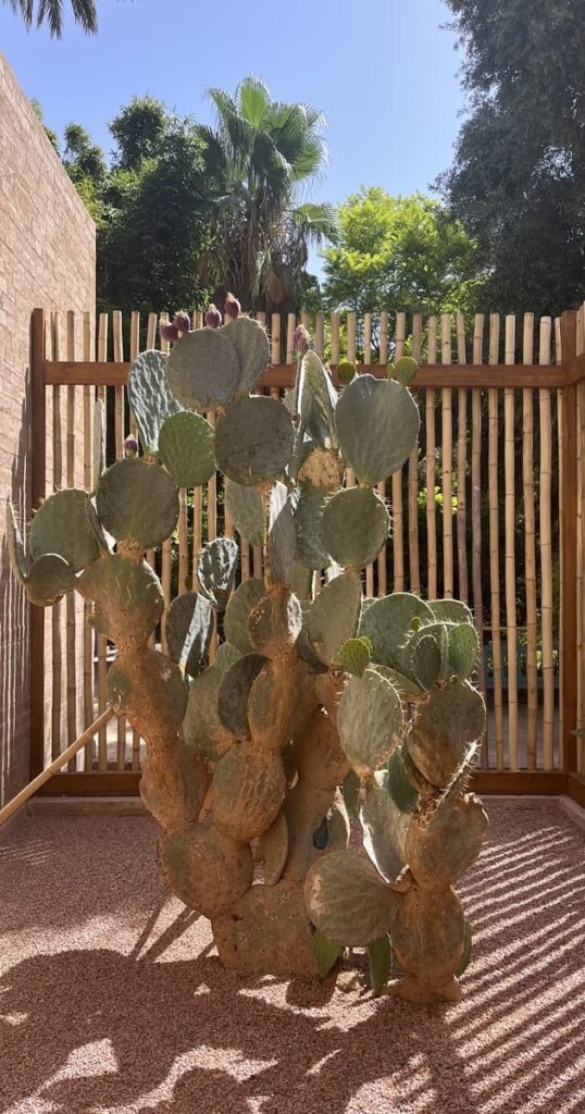 馬若雷勒花園(Jardin Majorelle)