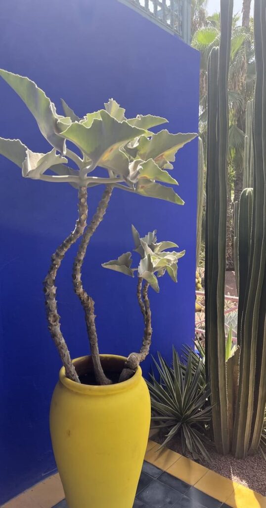 Majorelle Blue(馬若雷勒藍)